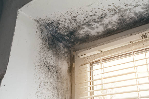 Affordable Basement Mold Removal solutions in Niles, IL